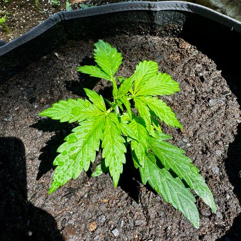 Mixed Bag Auto #2 growlog timeline photo