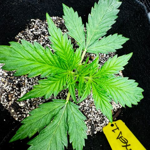 Mixed Bag Auto #1 growlog timeline photo