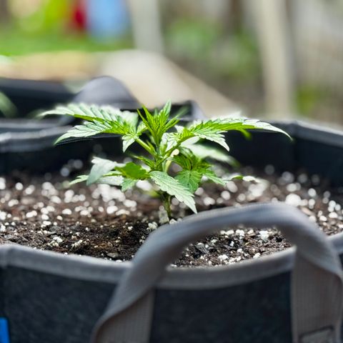 Mixed Bag Auto #1 growlog timeline photo
