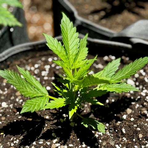 Mixed Bag Auto #1 growlog timeline photo