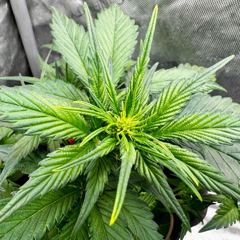 Papaya Cookies (FB):     8-9 Weeks growlog timeline photo