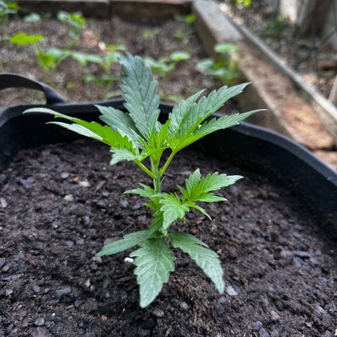 Mixed Bag Auto #2 growlog timeline photo