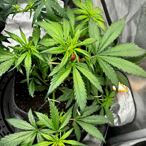 Strawberry Gorilla (FB):    10 Weeks growlog timeline photo