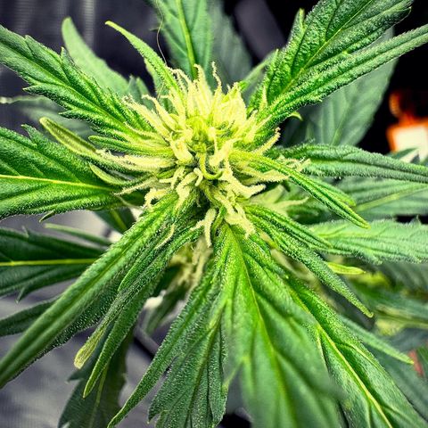Gorilla Zkittlez (FB)       8-9 Weeks growlog timeline photo