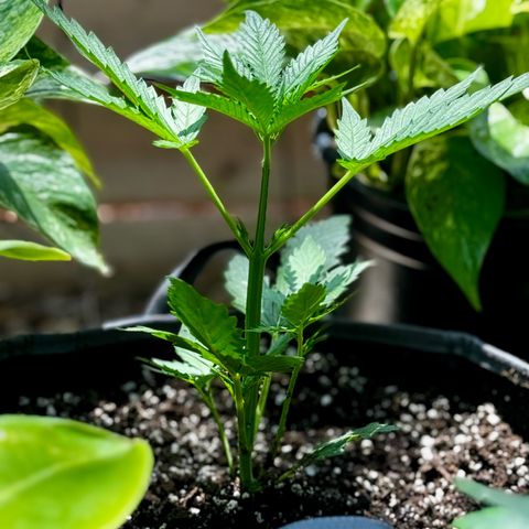 Mixed Bag Auto #2 growlog timeline photo