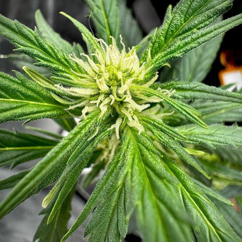 Gorilla Zkittlez (FB)       8-9 Weeks growlog timeline photo