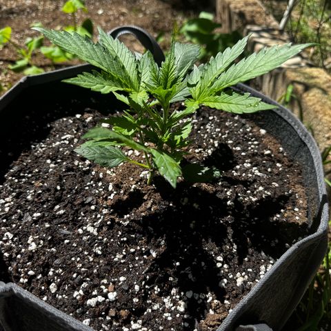 Mixed Bag Auto #1 growlog timeline photo