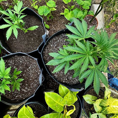 Mixed Bag Auto #2 growlog timeline photo