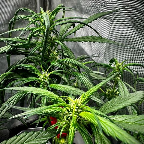 Strawberry Gorilla (FB):    10 Weeks growlog timeline photo