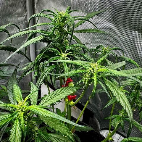 Strawberry Gorilla (FB):    10 Weeks growlog timeline photo