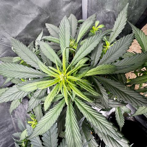 Strawberry Gorilla (FB):    10 Weeks growlog timeline photo