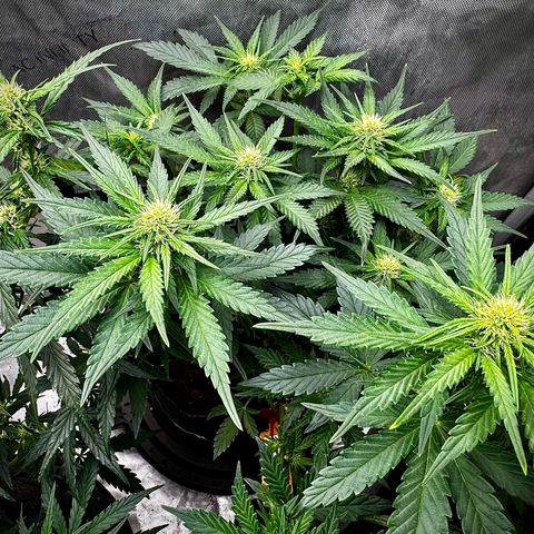 Banana Purple Punch (FB) 8 Weeks growlog timeline photo