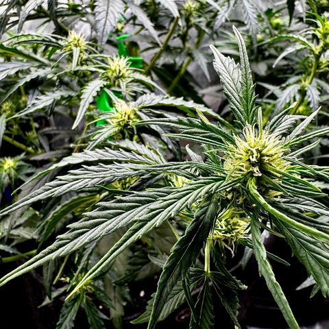 Gorilla Zkittlez (FB)       8-9 Weeks growlog timeline photo