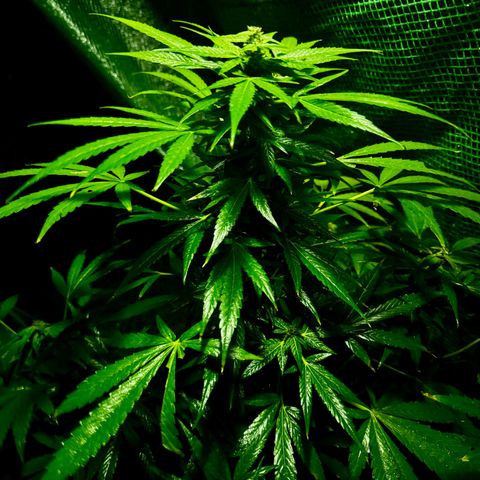 Mixed Bag Auto #2 growlog timeline photo
