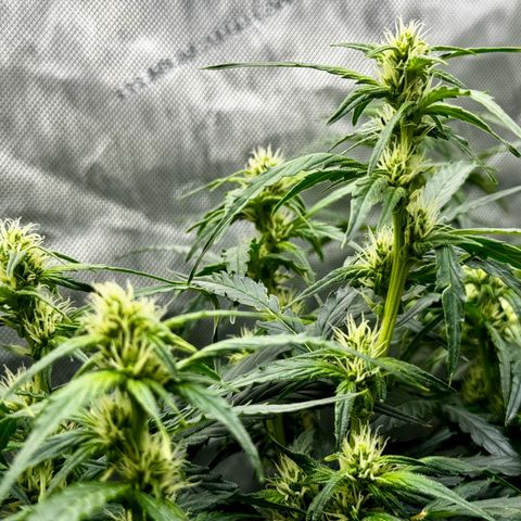 Gorilla Zkittlez (FB)       8-9 Weeks growlog timeline photo