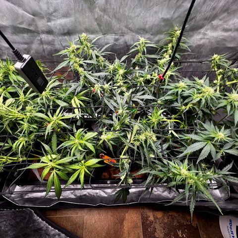 Papaya Cookies (FB):     8-9 Weeks growlog timeline photo