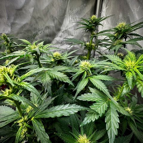 Banana Purple Punch (FB) 8 Weeks growlog timeline photo