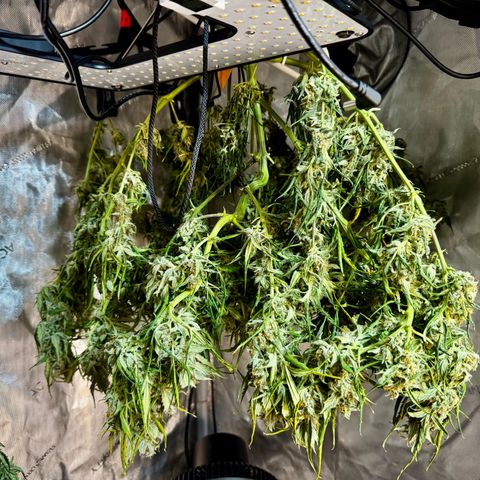 Papaya Cookies (FB):     8-9 Weeks growlog photo: Drying stage