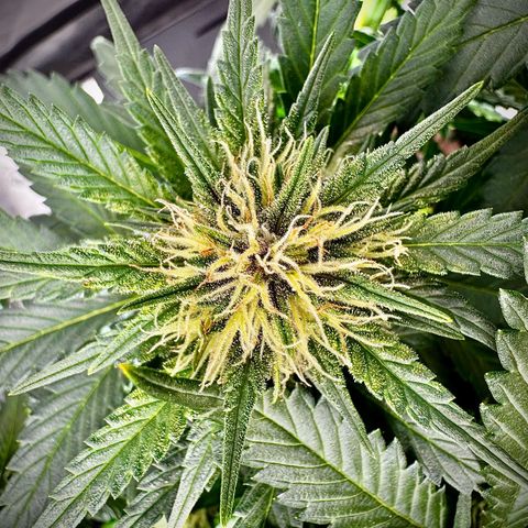 Banana Purple Punch (FB) 8 Weeks growlog timeline photo