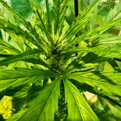 Mixed Bag Auto #1 growlog timeline photo