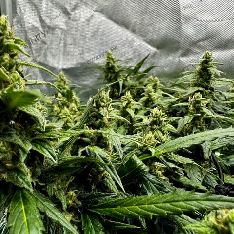 Gorilla Zkittlez (FB)       8-9 Weeks growlog timeline photo