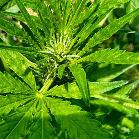 Mixed Bag Auto #2 growlog timeline photo