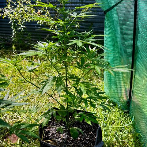 Mixed Bag Auto #2 growlog timeline photo