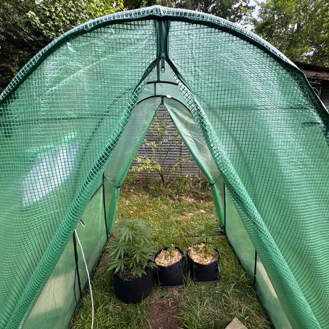 Mixed Bag Auto #2 growlog timeline photo
