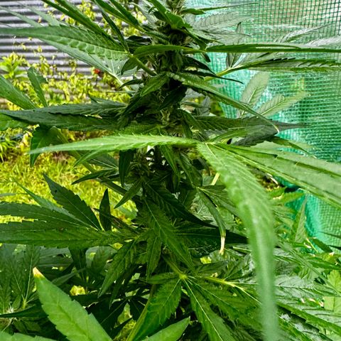 Mixed Bag Auto #1 growlog timeline photo