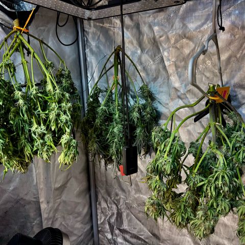 Papaya Cookies (FB):     8-9 Weeks growlog photo: Drying stage