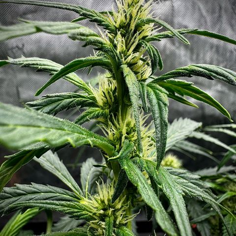 Strawberry Gorilla (FB):    10 Weeks growlog timeline photo