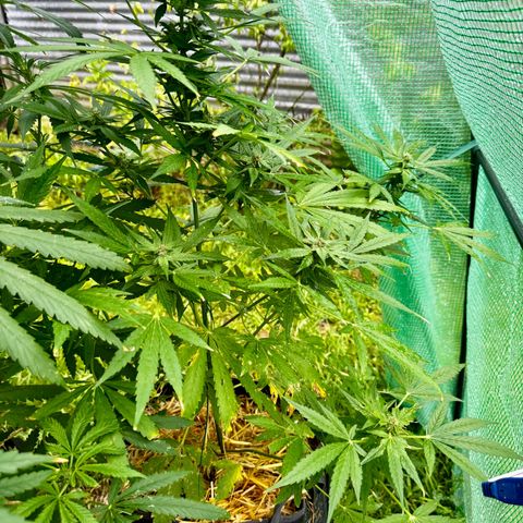Mixed Bag Auto #1 growlog timeline photo