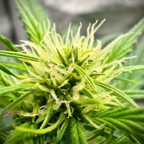 Papaya Cookies (FB):     8-9 Weeks growlog timeline photo