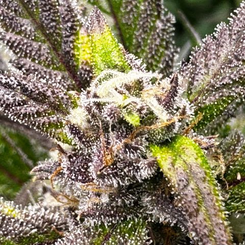 Banana Purple Punch (FB) 8 Weeks growlog timeline photo