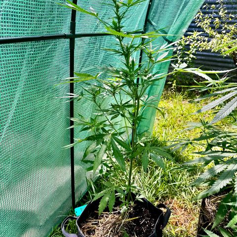 Mixed Bag Auto #2 growlog timeline photo