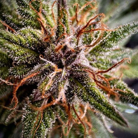 Banana Purple Punch (FB) 8 Weeks growlog timeline photo