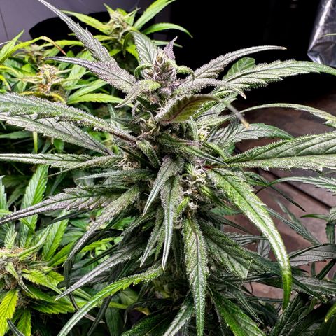 Strawberry Gorilla (FB):    10 Weeks growlog timeline photo