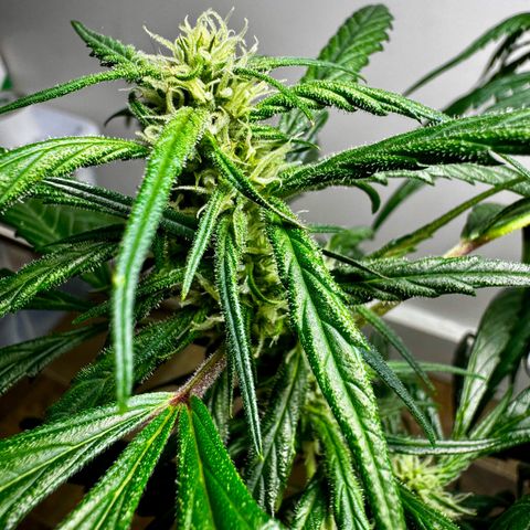 Strawberry Gorilla (FB):    10 Weeks growlog timeline photo
