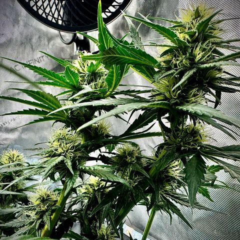 Banana Purple Punch (FB) 8 Weeks growlog timeline photo