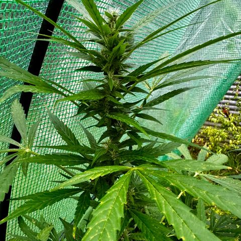 Mixed Bag Auto #2 growlog timeline photo
