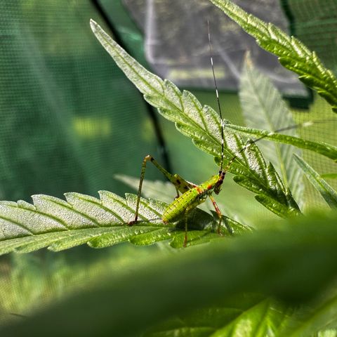 Mixed Bag Auto #2 growlog photo: Visitor