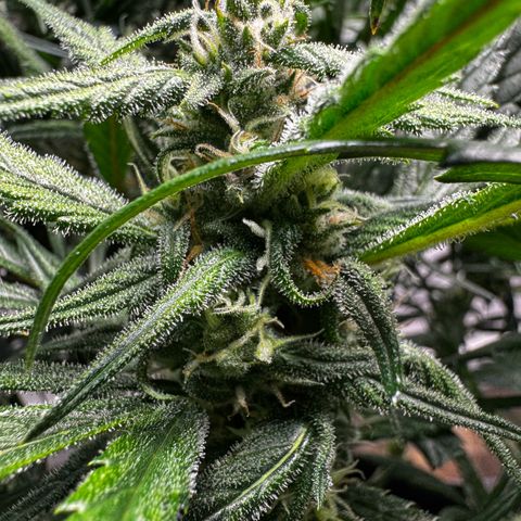 Strawberry Gorilla (FB):    10 Weeks growlog timeline photo