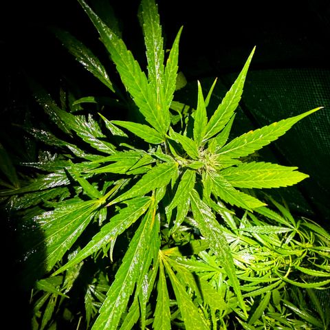 Mixed Bag Auto #2 growlog timeline photo