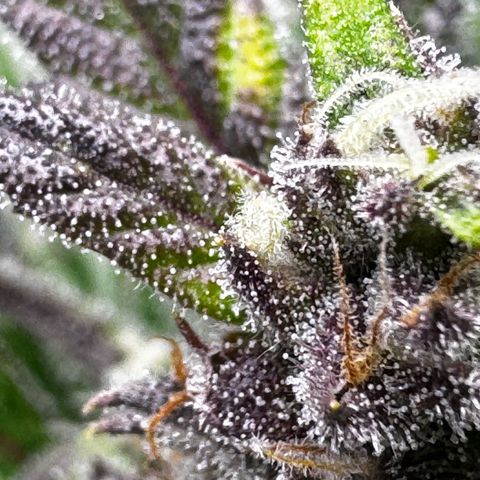 Banana Purple Punch (FB) 8 Weeks growlog timeline photo
