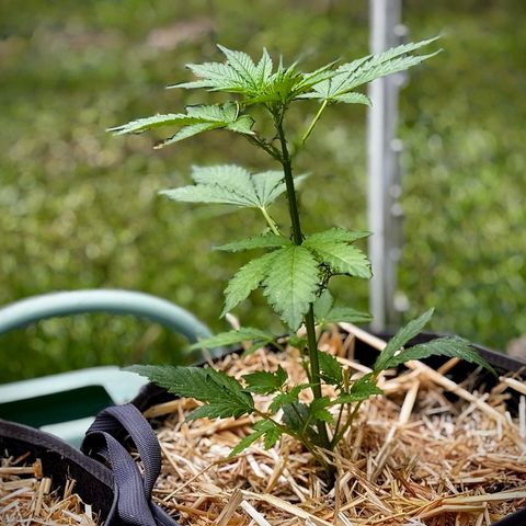 Mixed Bag Auto #2 growlog timeline photo