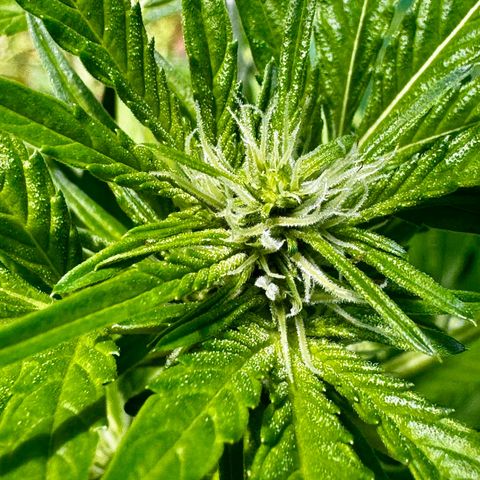 Mixed Bag Auto #2 growlog timeline photo