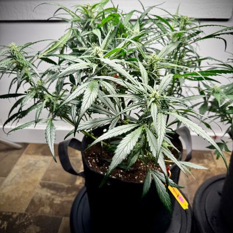 Strawberry Gorilla (FB):    10 Weeks growlog timeline photo