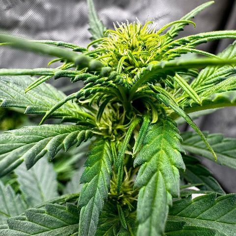 Banana Purple Punch (FB) 8 Weeks growlog timeline photo