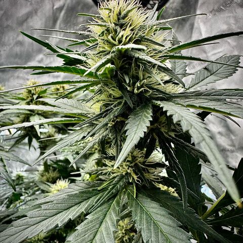 Gorilla Zkittlez (FB)       8-9 Weeks growlog timeline photo