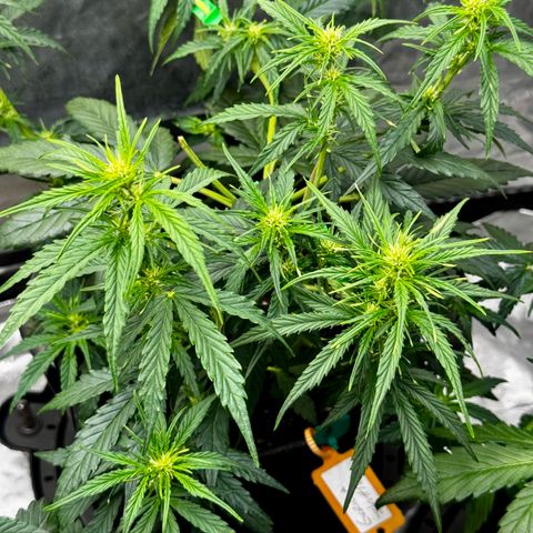 Banana Purple Punch (FB) 8 Weeks growlog timeline photo